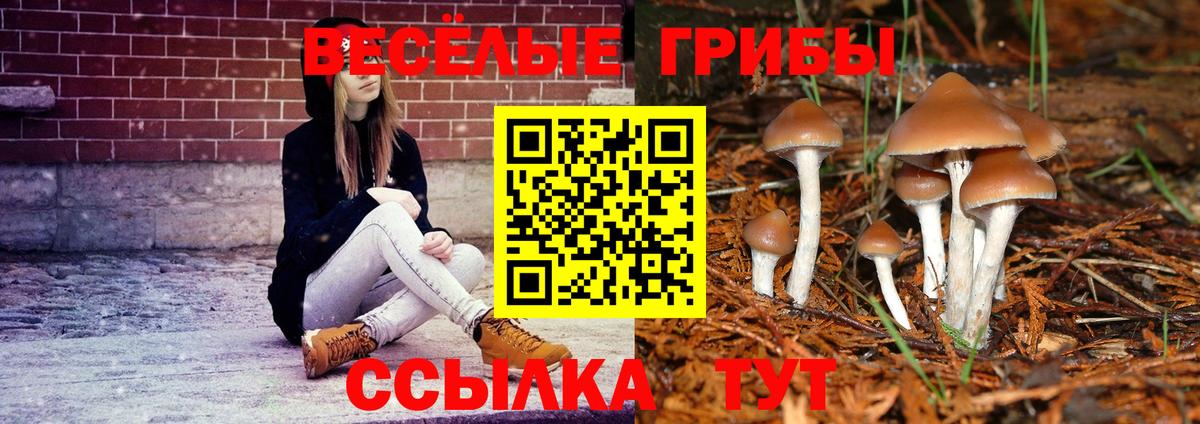 Псилоцибиновые грибы Psilocybine cubensis Конаково